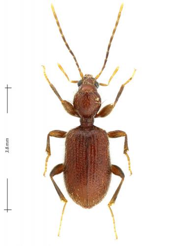 Apotomus rufus